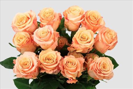 Rosa Ec Shimmer