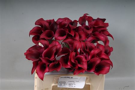 Calla Rudolph