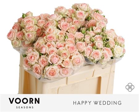 Rosa Spray Happy Wedding