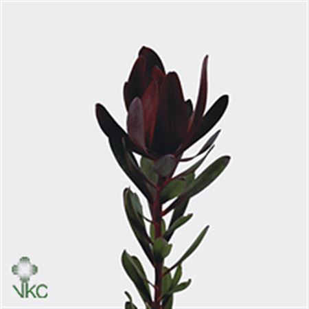 Leucadendron Saf Sunset