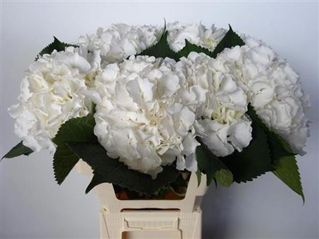 Hydrangea White Verena
