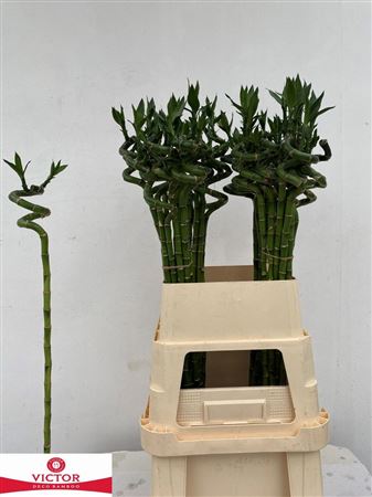 Bamboo Lucky Spiral + Toef