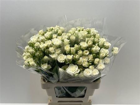 Rosa Spray Snowflake