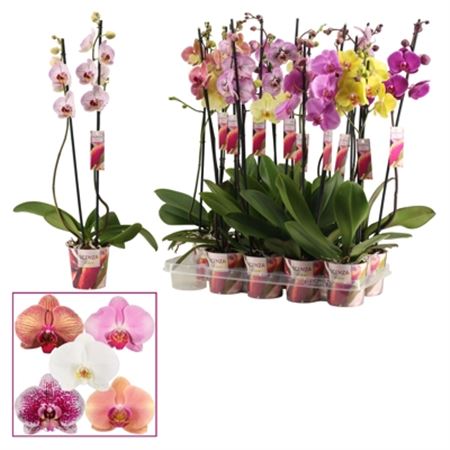 Pianta Phalaenopsis Gemengd