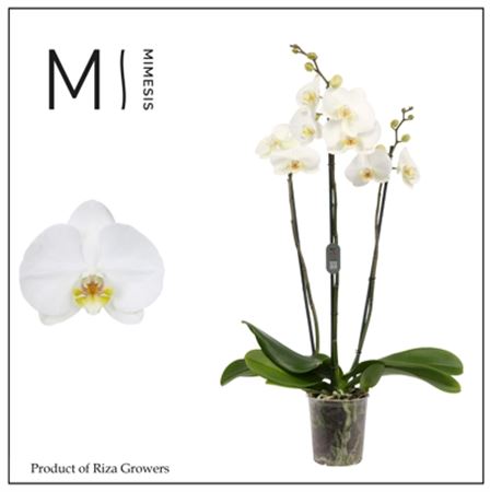 Pianta Phalaenopsis Overig Wit