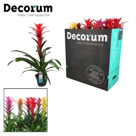 Pianta Guzmania Gemengd