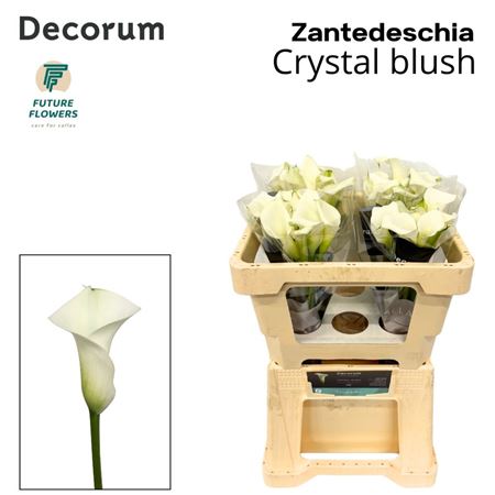 Zantedeschia Crystal Blush