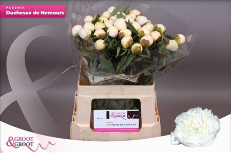 Paeonia Duchess De Nemours