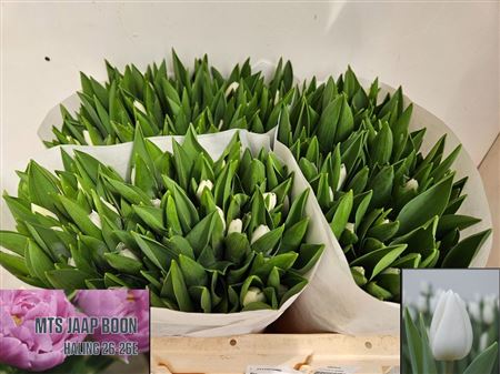 Tulipa Si Royal Virgin