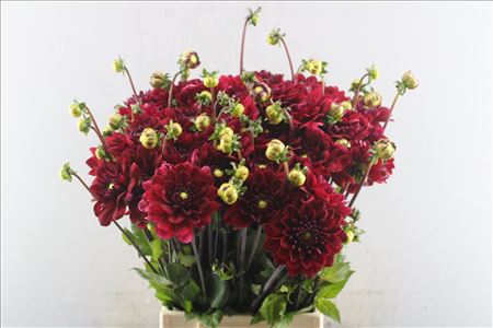 Dahlia Red Runner