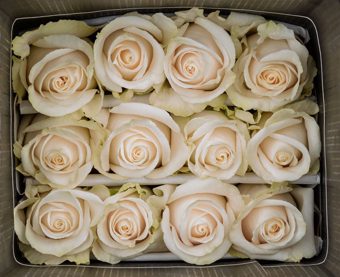Rosa Ec Vendela Solpacific
