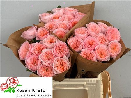 Rosa Large Mayfield!