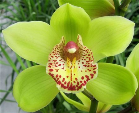 Cymbidium Green Melissa