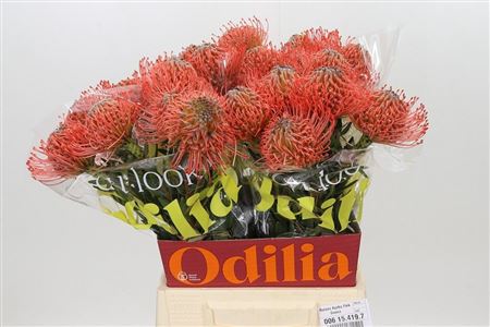 Nutans Ayoba Pink Guava