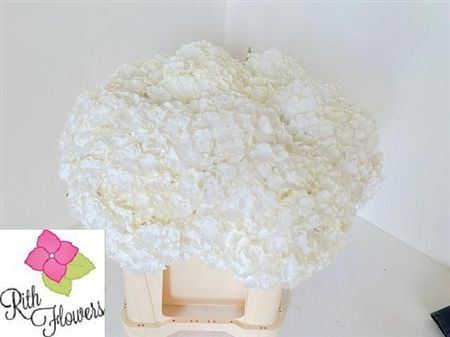Hydrangea Royal Highness
