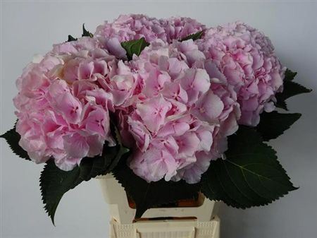 Hydrangea Verena