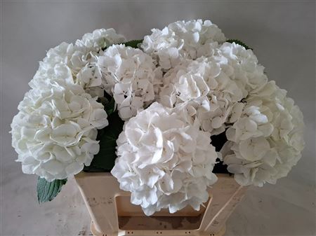Hydrangea White Verena
