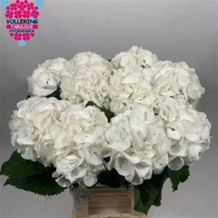 Hydrangea Schneeball