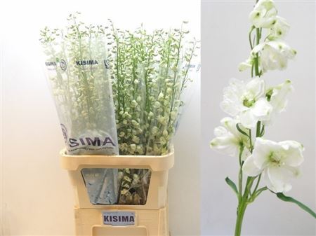 Delph El Guard White