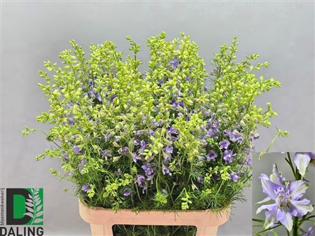 Delphinium Qis Violet Lilac (consolida)