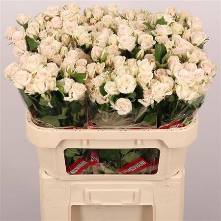 Rosa Spray Royal Porcelina