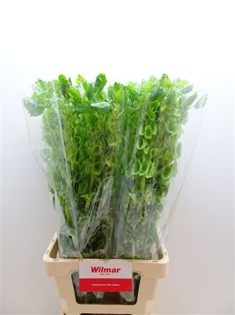 Moluccella Green