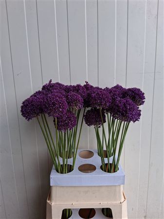 Allium Ambassador