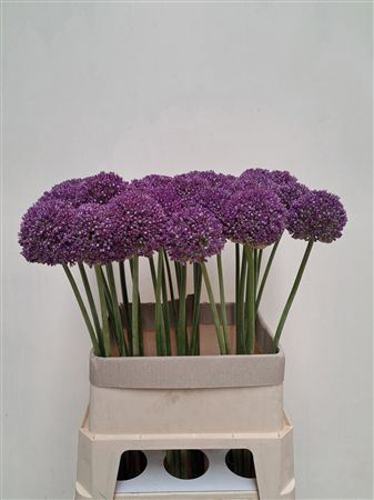 Allium Ambassador