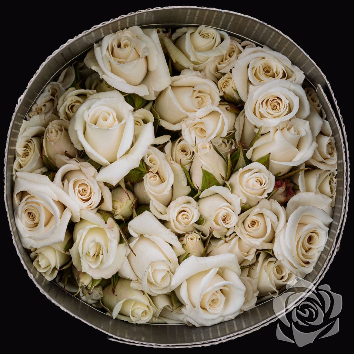 Rosa Spray White Majolika Fiorentina
