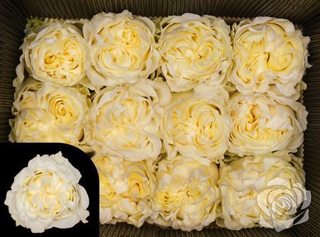 Rosa Garden Creamy Kiss Starroses