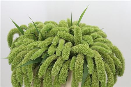 Setaria Volle Melk