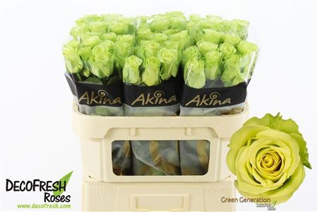 Rosa Large Green Generation