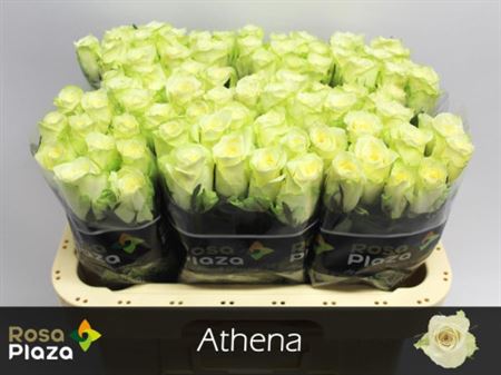 Rosa Large Athena