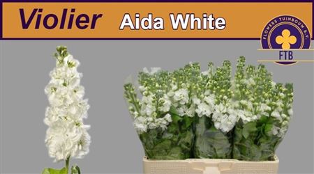 Matthiola White