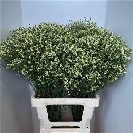 Limonium China White