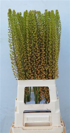 Eremurus Emmy-ro