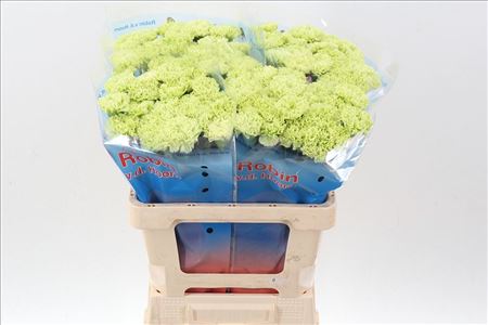 Dianthus St Goblin