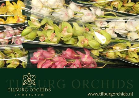 Cymbidium Mix