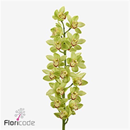 Cymbidium Green Verdina