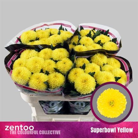 Chrys Bl Superbowl Yellow