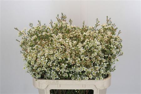 Wax Flower Ivory Pearl