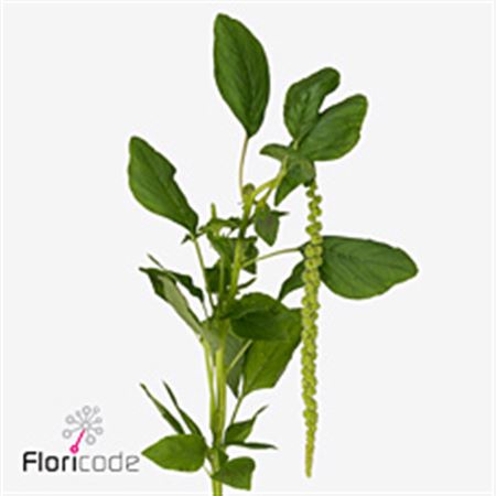 Amaranthus Viridis