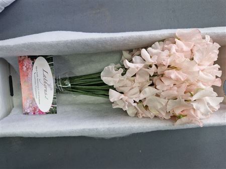 Lathyrus Paint Pink Light Magic