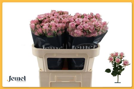 Rosa Spray Leila